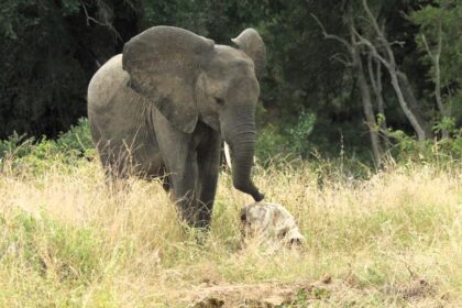 A young elephant was filmed grieving over the skull of another in South Africa’s Klaserie Reserve - a rare and emotional display that left safari onlookers in tears.