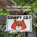 Explorer Emma Combs discovered Highland Cinemas in Canada, a quirky movie museum and theatre that doubles as a sanctuary for nearly 60 abandoned cats, delighting visitors worldwide.