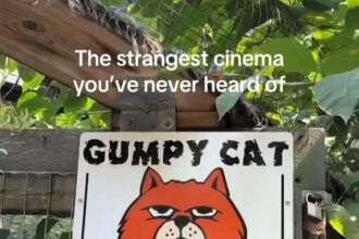 Explorer Emma Combs discovered Highland Cinemas in Canada, a quirky movie museum and theatre that doubles as a sanctuary for nearly 60 abandoned cats, delighting visitors worldwide.