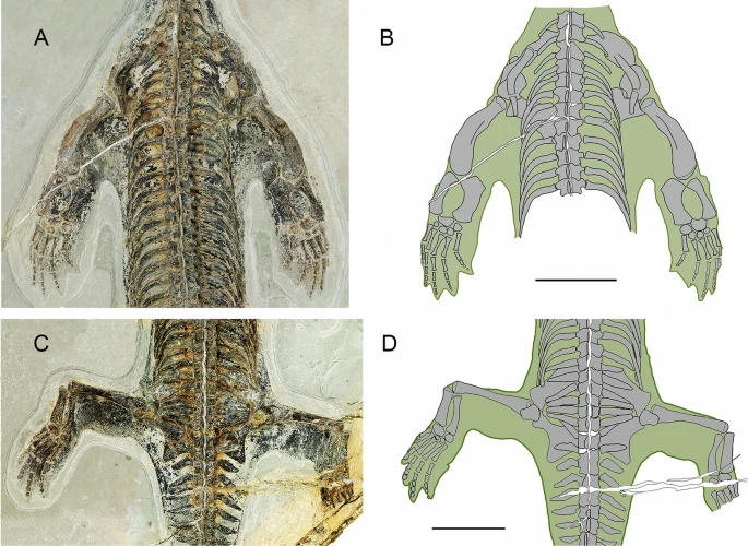 Scientists in Italy discovered a 240-million-year-old Lariosaurus fossil with skin intact, revealing webbed limbs and offering a rare glimpse into the prehistoric sea reptile’s life.