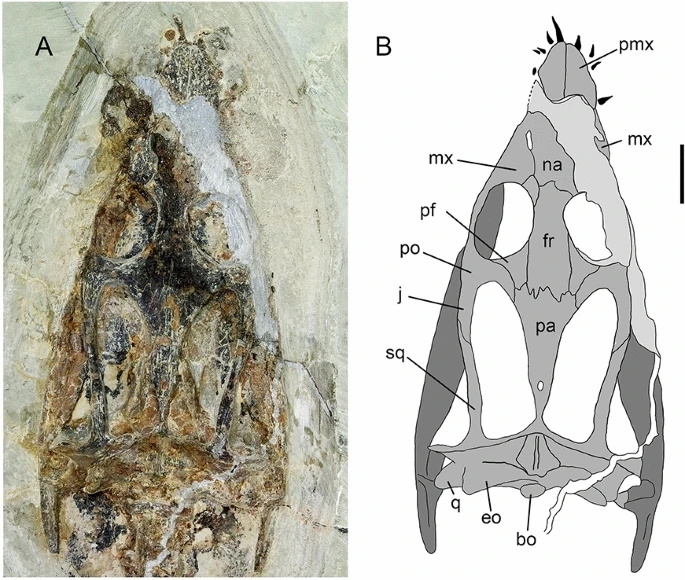 Scientists in Italy discovered a 240-million-year-old Lariosaurus fossil with skin intact, revealing webbed limbs and offering a rare glimpse into the prehistoric sea reptile’s life.