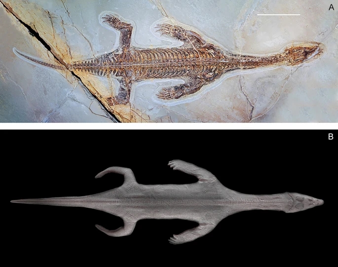Scientists in Italy discovered a 240-million-year-old Lariosaurus fossil with skin intact, revealing webbed limbs and offering a rare glimpse into the prehistoric sea reptile’s life.