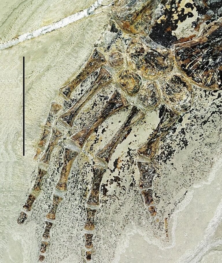 Fossilised ‘sea monster’ with webbed hands and skin still intact ...