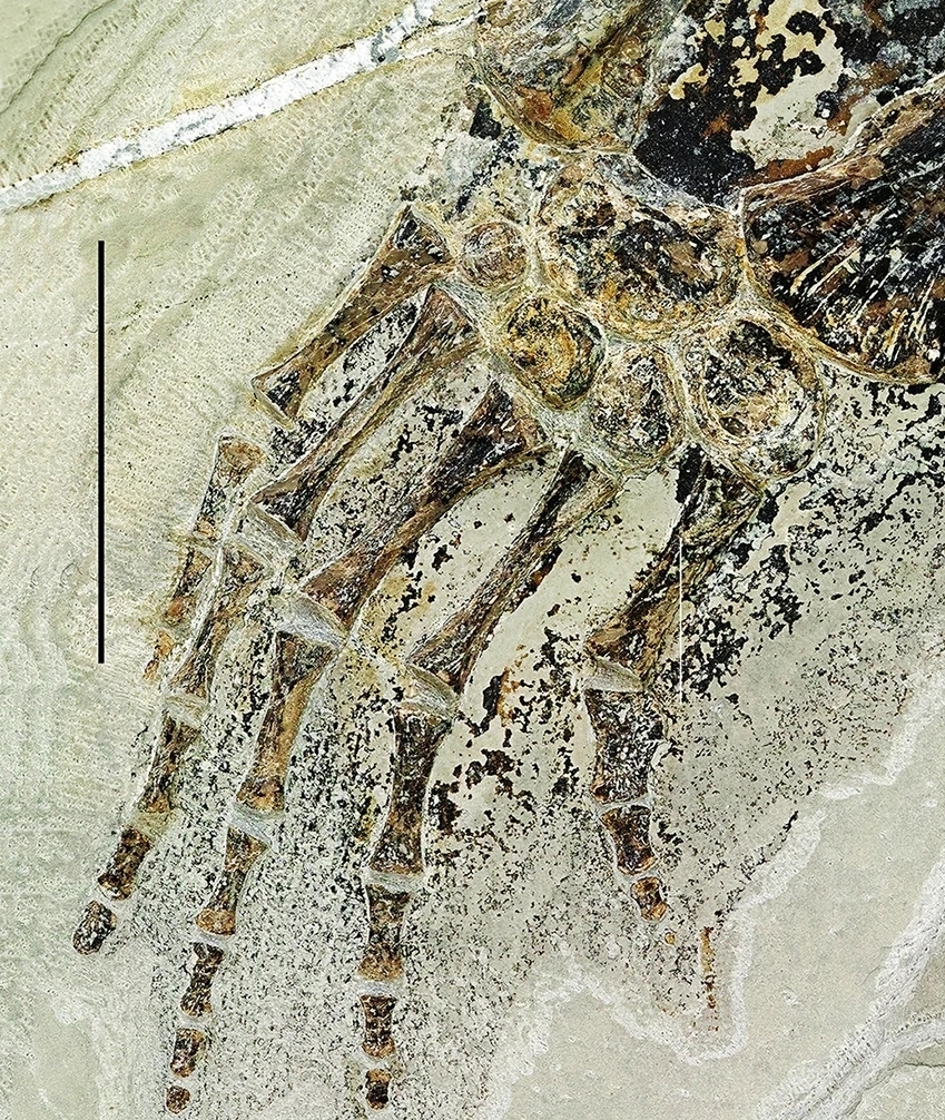 Scientists in Italy discovered a 240-million-year-old Lariosaurus fossil with skin intact, revealing webbed limbs and offering a rare glimpse into the prehistoric sea reptile’s life.