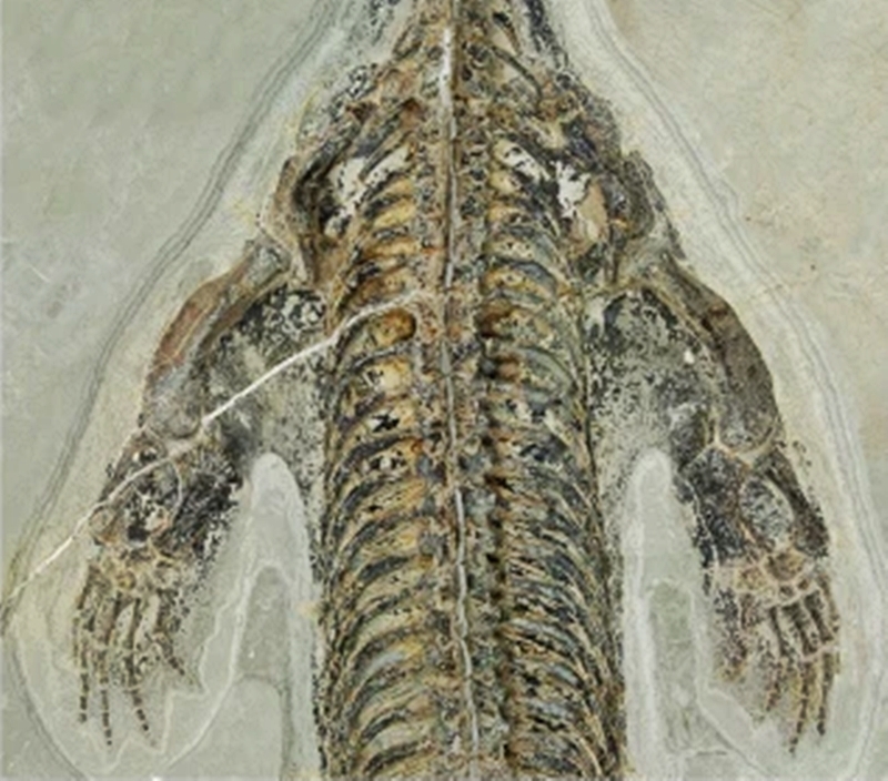 Scientists in Italy discovered a 240-million-year-old Lariosaurus fossil with skin intact, revealing webbed limbs and offering a rare glimpse into the prehistoric sea reptile’s life.