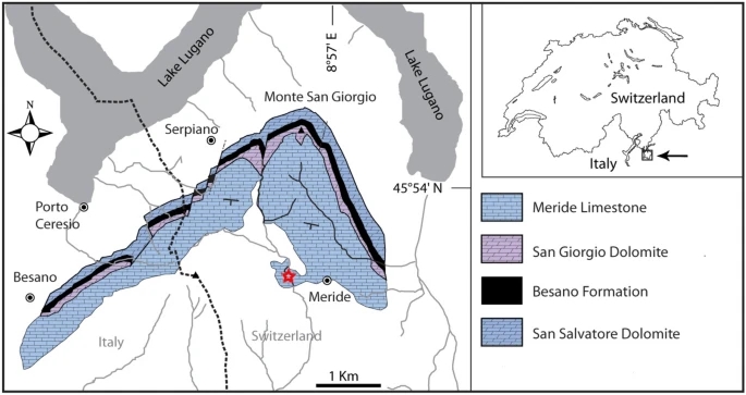 Scientists in Italy discovered a 240-million-year-old Lariosaurus fossil with skin intact, revealing webbed limbs and offering a rare glimpse into the prehistoric sea reptile’s life.