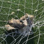 A great horned owl nicknamed Keeper was rescued after getting tangled in a football net at a Texas school, with police joking it was trying to play Quidditch.
