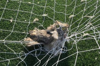 A great horned owl nicknamed Keeper was rescued after getting tangled in a football net at a Texas school, with police joking it was trying to play Quidditch.