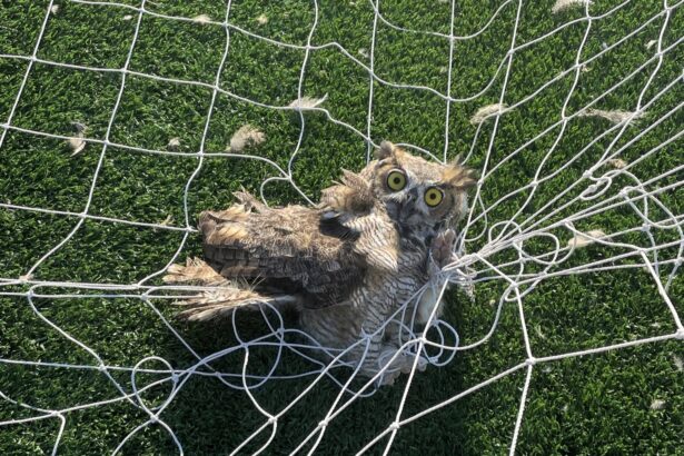 A great horned owl nicknamed Keeper was rescued after getting tangled in a football net at a Texas school, with police joking it was trying to play Quidditch.