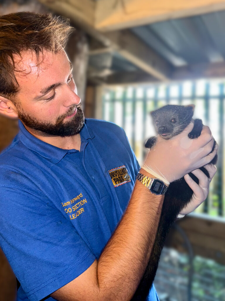 Drusillas Park welcomes first ever binturong cub in its 100-year history. The rare “binlet” named Boots marks a major success for conservation of this vulnerable species.