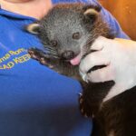 Drusillas Park welcomes first ever binturong cub in its 100-year history. The rare “binlet” named Boots marks a major success for conservation of this vulnerable species.