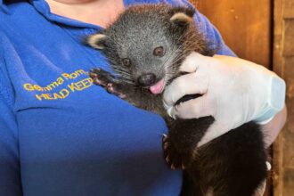 Drusillas Park welcomes first ever binturong cub in its 100-year history. The rare “binlet” named Boots marks a major success for conservation of this vulnerable species.