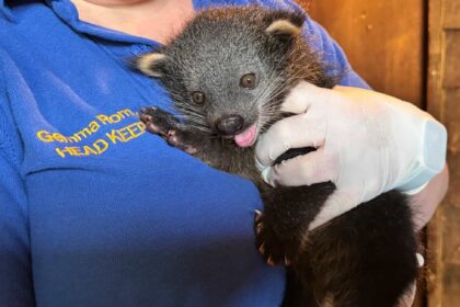 Drusillas Park welcomes first ever binturong cub in its 100-year history. The rare “binlet” named Boots marks a major success for conservation of this vulnerable species.