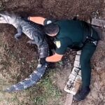 Police in Florida lasso and wrestle an alligator from a woman’s garden before safely relocating it, with dramatic bodycam and drone footage capturing the tense encounter.