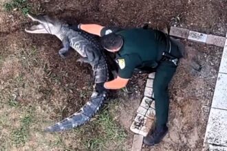 Police in Florida lasso and wrestle an alligator from a woman’s garden before safely relocating it, with dramatic bodycam and drone footage capturing the tense encounter.