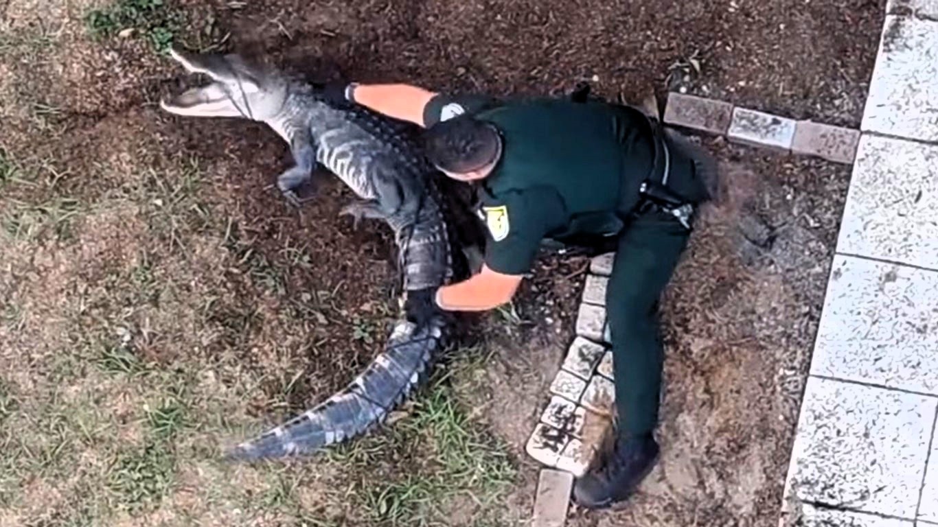 Police in Florida lasso and wrestle an alligator from a woman’s garden before safely relocating it, with dramatic bodycam and drone footage capturing the tense encounter.