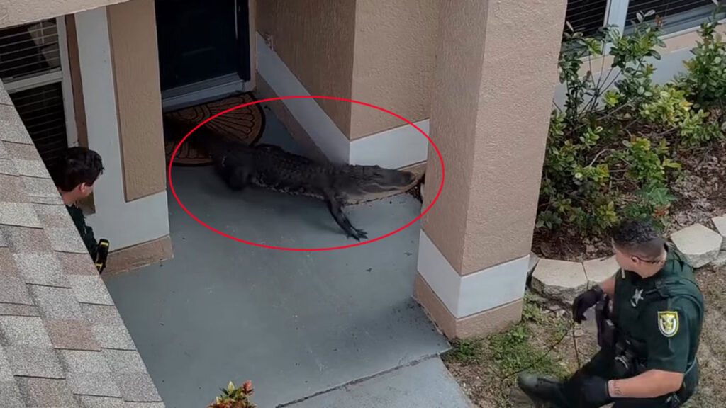Police in Florida lasso and wrestle an alligator from a woman’s garden before safely relocating it, with dramatic bodycam and drone footage capturing the tense encounter.