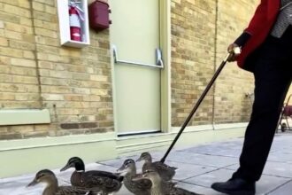 The Peabody Hotel in Memphis treats ducks like royalty with a marble rooftop home and daily parade to the lobby fountain, a quirky tradition loved since 1930.