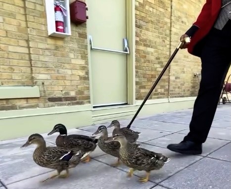 The Peabody Hotel in Memphis treats ducks like royalty with a marble rooftop home and daily parade to the lobby fountain, a quirky tradition loved since 1930.