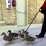 The Peabody Hotel in Memphis treats ducks like royalty with a marble rooftop home and daily parade to the lobby fountain, a quirky tradition loved since 1930.