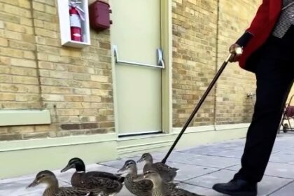 The Peabody Hotel in Memphis treats ducks like royalty with a marble rooftop home and daily parade to the lobby fountain, a quirky tradition loved since 1930.