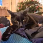 Family devastated after cat Bertie escapes Kent cattery during their holiday. Owners launch desperate search with posters and online appeals to bring their beloved pet home.