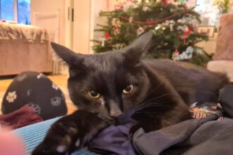 Family devastated after cat Bertie escapes Kent cattery during their holiday. Owners launch desperate search with posters and online appeals to bring their beloved pet home.