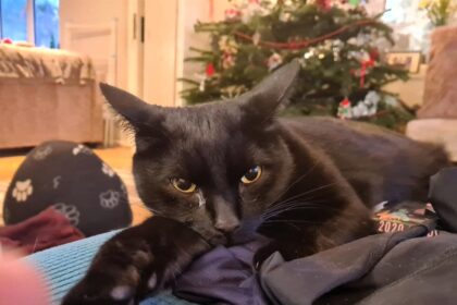 Family devastated after cat Bertie escapes Kent cattery during their holiday. Owners launch desperate search with posters and online appeals to bring their beloved pet home.