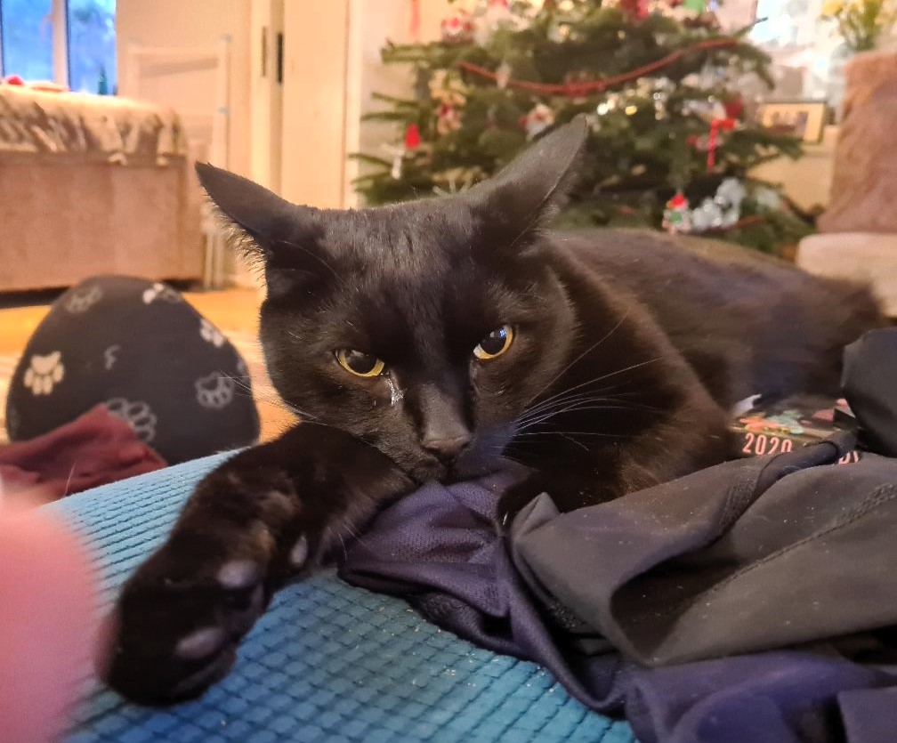 Family devastated after cat Bertie escapes Kent cattery during their holiday. Owners launch desperate search with posters and online appeals to bring their beloved pet home.