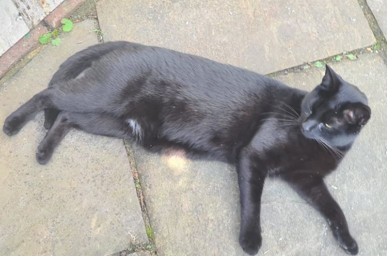 Family devastated after cat Bertie escapes Kent cattery during their holiday. Owners launch desperate search with posters and online appeals to bring their beloved pet home.