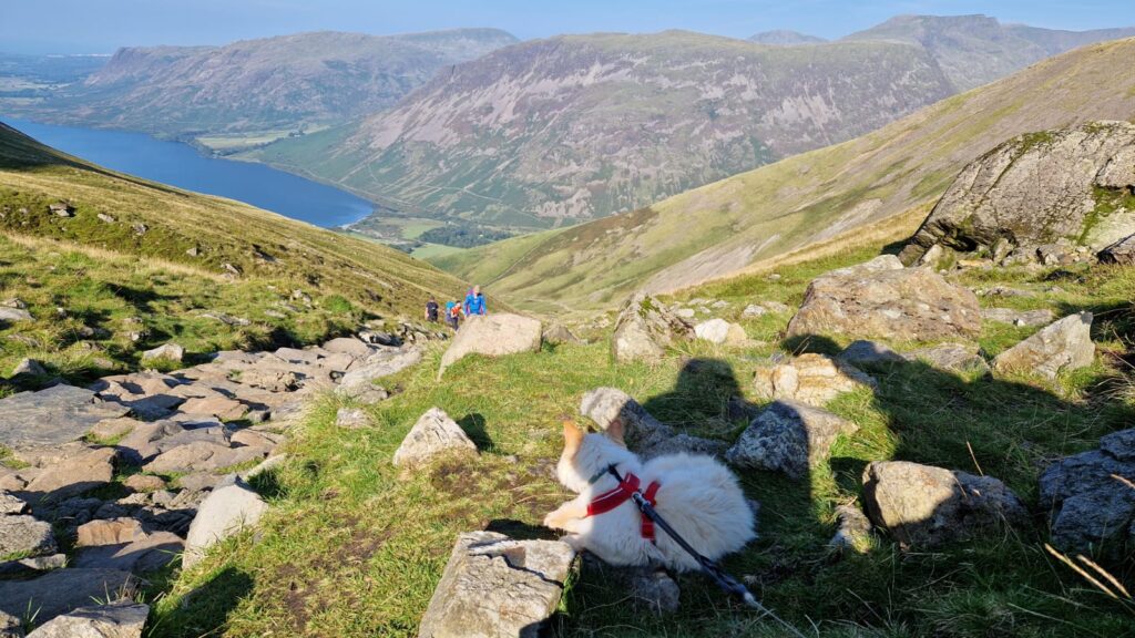 Adventure cat Louis becomes first feline to complete Three Peaks, Catbells and The Great Ridge - fearless Persian hikes mountains on his own and raises money for charity.