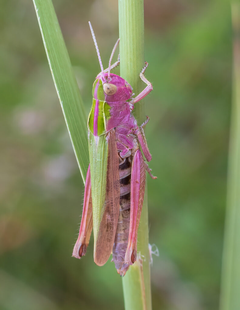 Rare pink grasshopper spotted in County Durham nature reserve - caused by genetic mutation erythrism, the bubblegum coloured insect is estimated to occur in just 1 in 500.
