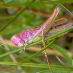 Rare pink grasshopper spotted in County Durham nature reserve - caused by genetic mutation erythrism, the bubblegum coloured insect is estimated to occur in just 1 in 500.