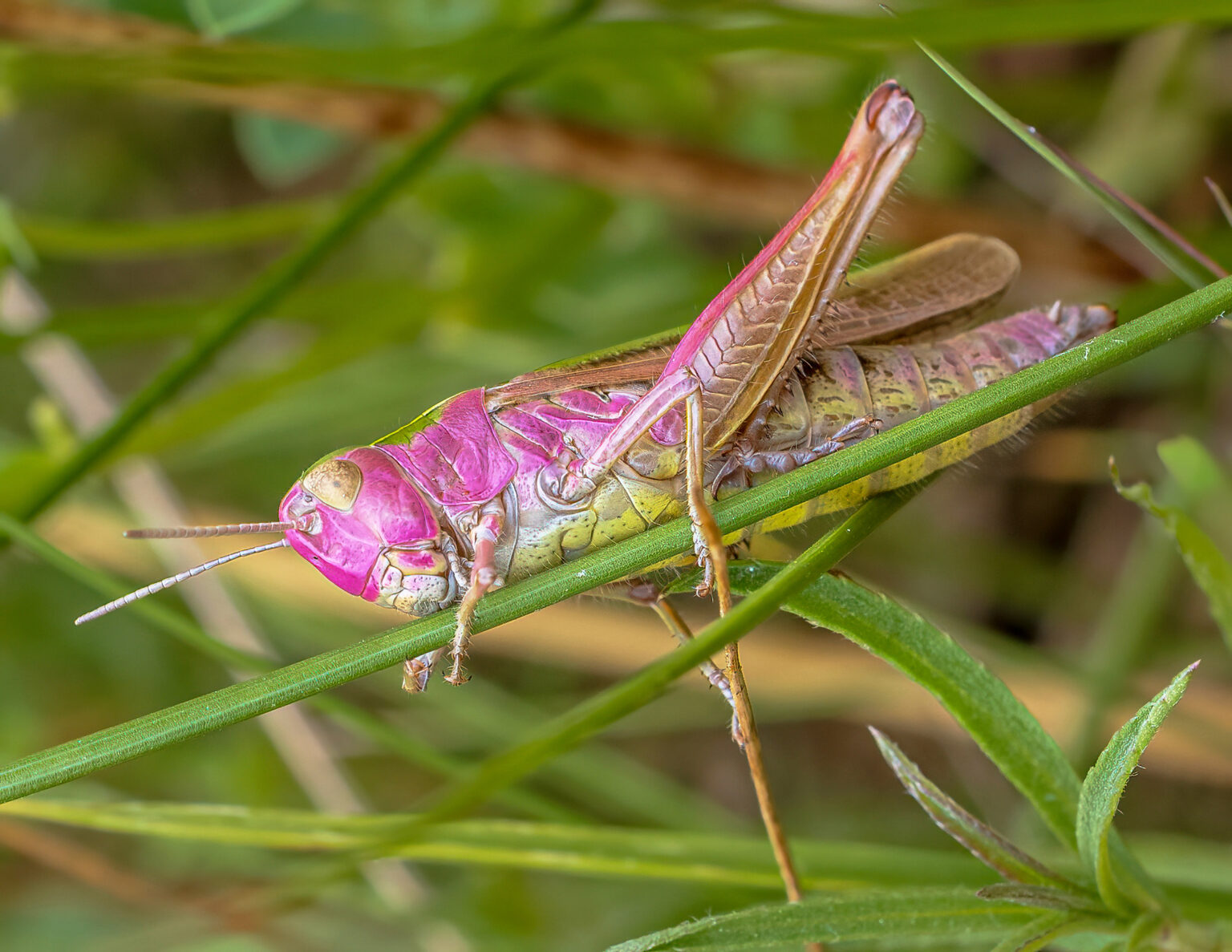 Rare pink grasshopper spotted in County Durham nature reserve - caused by genetic mutation erythrism, the bubblegum coloured insect is estimated to occur in just 1 in 500.
