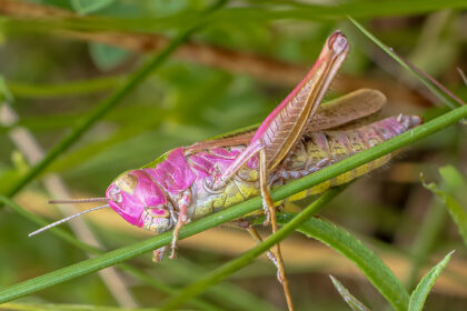 Rare pink grasshopper spotted in County Durham nature reserve - caused by genetic mutation erythrism, the bubblegum coloured insect is estimated to occur in just 1 in 500.