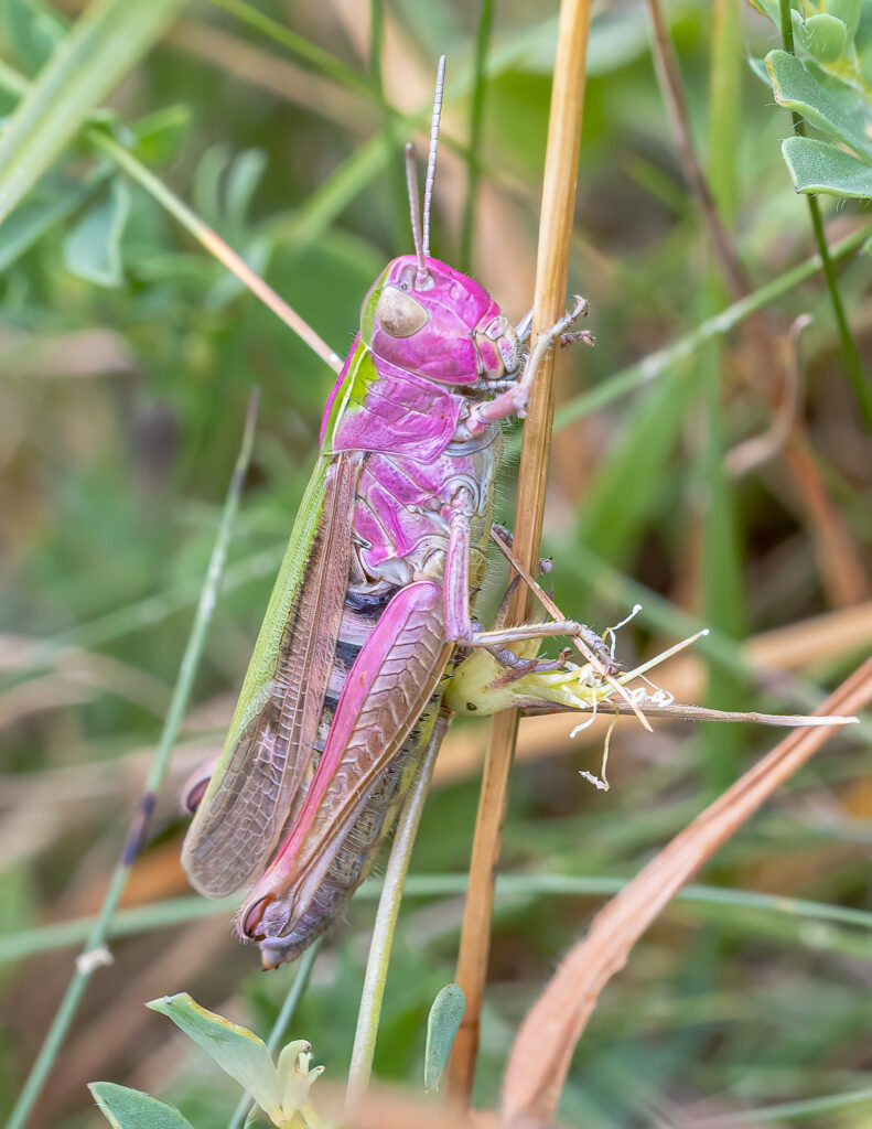 Rare pink grasshopper spotted in County Durham nature reserve - caused by genetic mutation erythrism, the bubblegum coloured insect is estimated to occur in just 1 in 500.