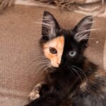 Mantis, a rare Chimera kitten with a striking two-toned face and mismatched eyes, has gone viral on TikTok with nearly 30 million views, leaving fans stunned by her beauty.