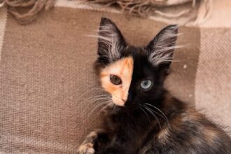 Mantis, a rare Chimera kitten with a striking two-toned face and mismatched eyes, has gone viral on TikTok with nearly 30 million views, leaving fans stunned by her beauty.
