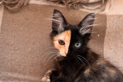 Mantis, a rare Chimera kitten with a striking two-toned face and mismatched eyes, has gone viral on TikTok with nearly 30 million views, leaving fans stunned by her beauty.