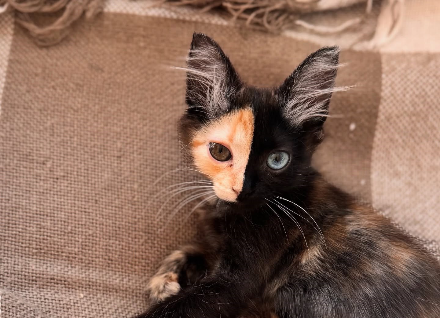 Mantis, a rare Chimera kitten with a striking two-toned face and mismatched eyes, has gone viral on TikTok with nearly 30 million views, leaving fans stunned by her beauty.