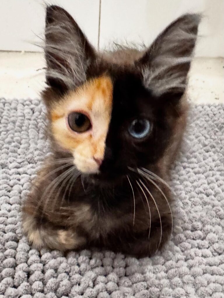 Mantis, a rare Chimera kitten with a striking two-toned face and mismatched eyes, has gone viral on TikTok with nearly 30 million views, leaving fans stunned by her beauty.