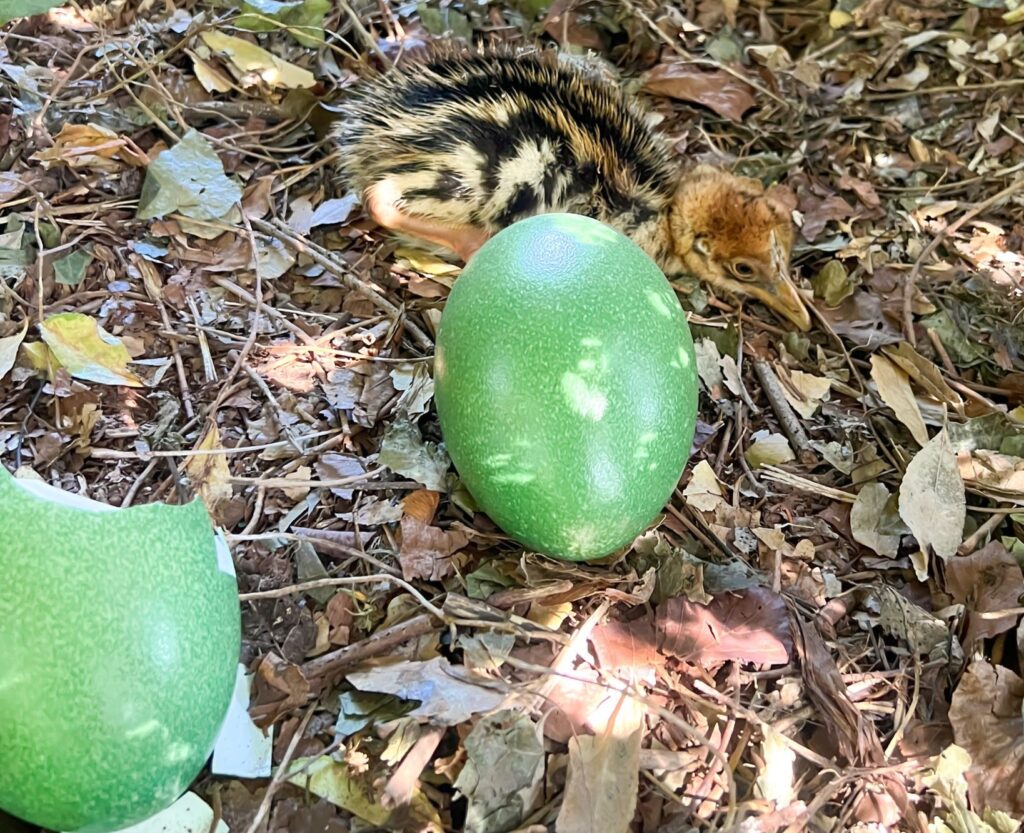 Rare cassowary chick hatches at Paignton Zoo in Devon - dubbed one of the world’s most dangerous birds, the dinosaur like species is the first born in Europe this year.