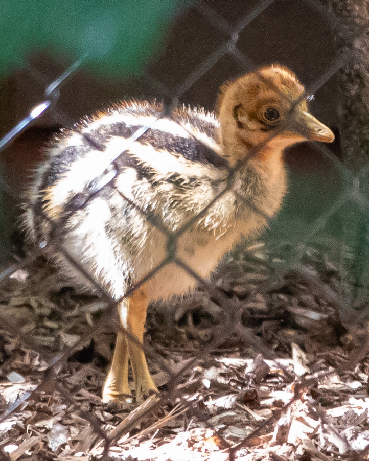 Rare cassowary chick hatches at Paignton Zoo in Devon - dubbed one of the world’s most dangerous birds, the dinosaur like species is the first born in Europe this year.
