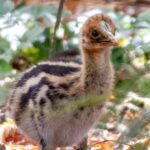 Rare cassowary chick hatches at Paignton Zoo in Devon - dubbed one of the world’s most dangerous birds, the dinosaur like species is the first born in Europe this year.