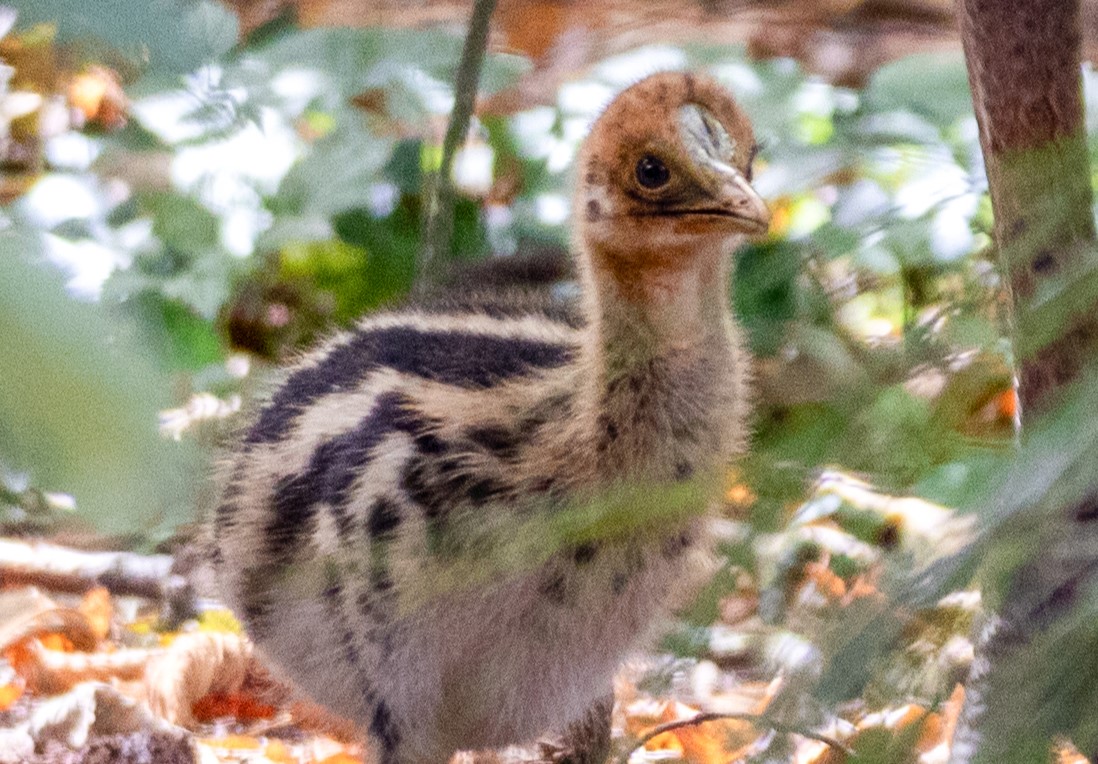 Rare cassowary chick hatches at Paignton Zoo in Devon - dubbed one of the world’s most dangerous birds, the dinosaur like species is the first born in Europe this year.