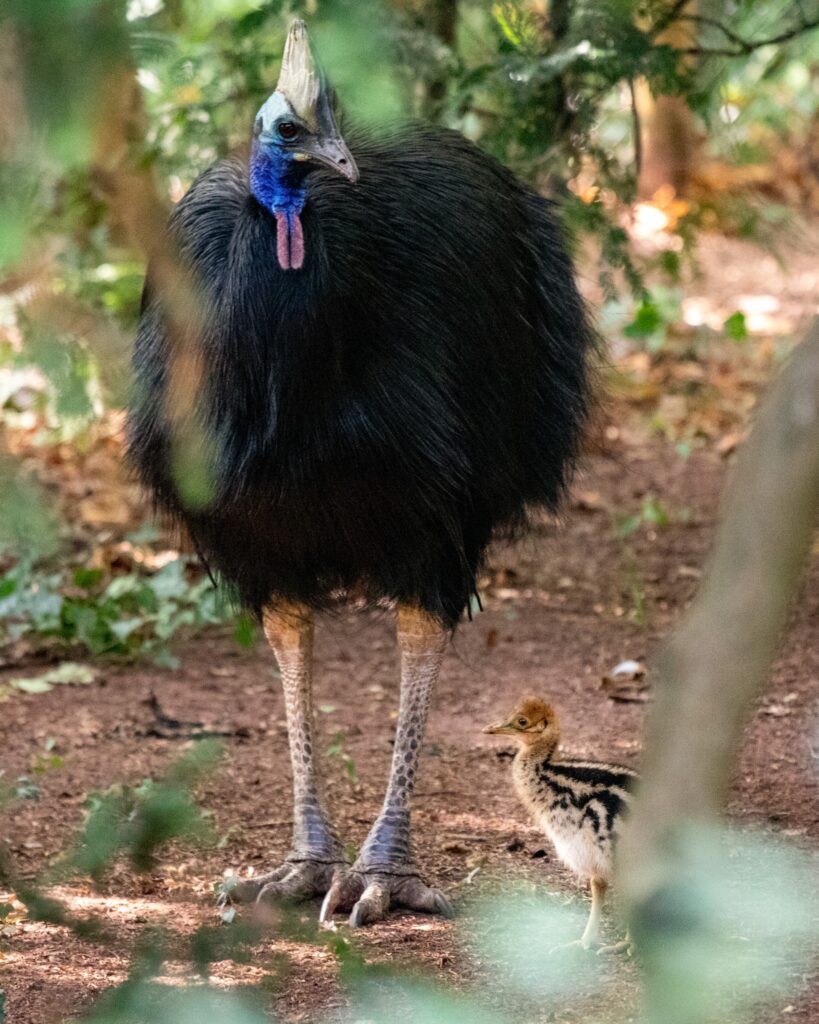 Rare cassowary chick hatches at Paignton Zoo in Devon - dubbed one of the world’s most dangerous birds, the dinosaur like species is the first born in Europe this year.