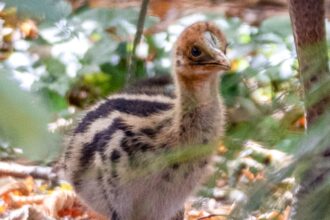 Rare cassowary chick hatches at Paignton Zoo in Devon - dubbed one of the world’s most dangerous birds, the dinosaur like species is the first born in Europe this year.