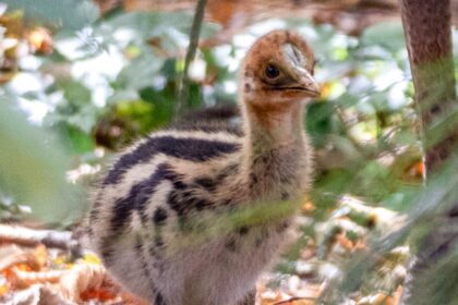 Rare cassowary chick hatches at Paignton Zoo in Devon - dubbed one of the world’s most dangerous birds, the dinosaur like species is the first born in Europe this year.
