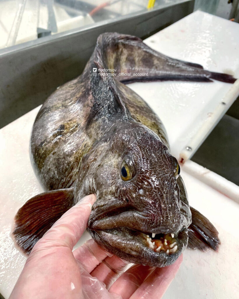 Deep sea fisherman Roman Fedortsov stuns followers with a bizarre catch showing a fish with a strange mouth growth as fans joke about botched lips and cosmetic fillers.
