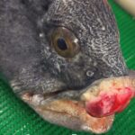 Deep sea fisherman Roman Fedortsov stuns followers with a bizarre catch showing a fish with a strange mouth growth as fans joke about botched lips and cosmetic fillers.